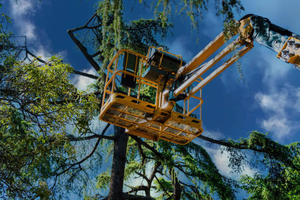 Best Large Tree Removal  in Westport, WA